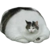 Funny cats #432 @StickersPackRobot 21