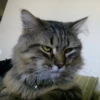Котопак @motopara 14