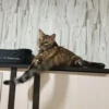 Котопак @motopara 15
