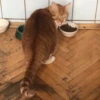Котопак @motopara 16