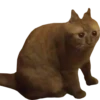 Funny cats #432 @StickersPackRobot 26