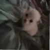 kittyy2 16