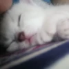 kittyy2 17