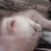kittyy2 18