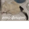 Котопак @motopara 18