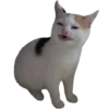 Funny cats #432 @StickersPackRobot 30