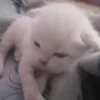 kittyy2 20