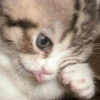 meow 5