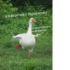 Crazy ducks 5