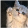 kitty 5