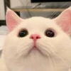meow 6