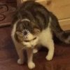 meow 7