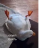 Crazy ducks 7
