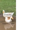 Crazy ducks 8