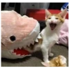 kitty 6