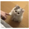 kitty 7