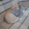 Стики 4253 из @Anonymnyi_chat_bot 11