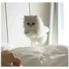 kitty 8