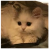 kitty 9