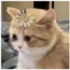 kitty 10