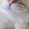 @chatt23 НАШ ЧАТ 9