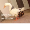 Crazy ducks 10