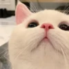 meow 10