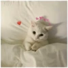 meow 11
