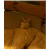 kitty 11