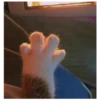 kitty 12