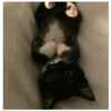kitty 13