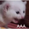 meow 12