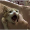 meow 13