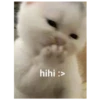 kitty 14