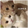 meow 14
