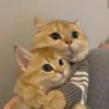 meow 16