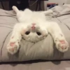 meow 17