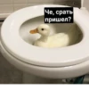 Crazy ducks 13