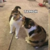 meow 18
