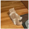 kitty 15