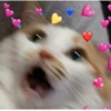 meow 19
