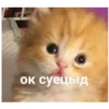 kitty 16