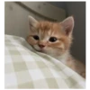 kitty 17