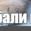 @chatt23 НАШ ЧАТ 18