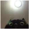 kitty 18