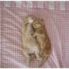 meow 21