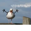 Crazy ducks 15