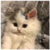 kitty 19