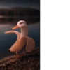 Crazy ducks 16