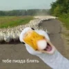 Crazy ducks 17